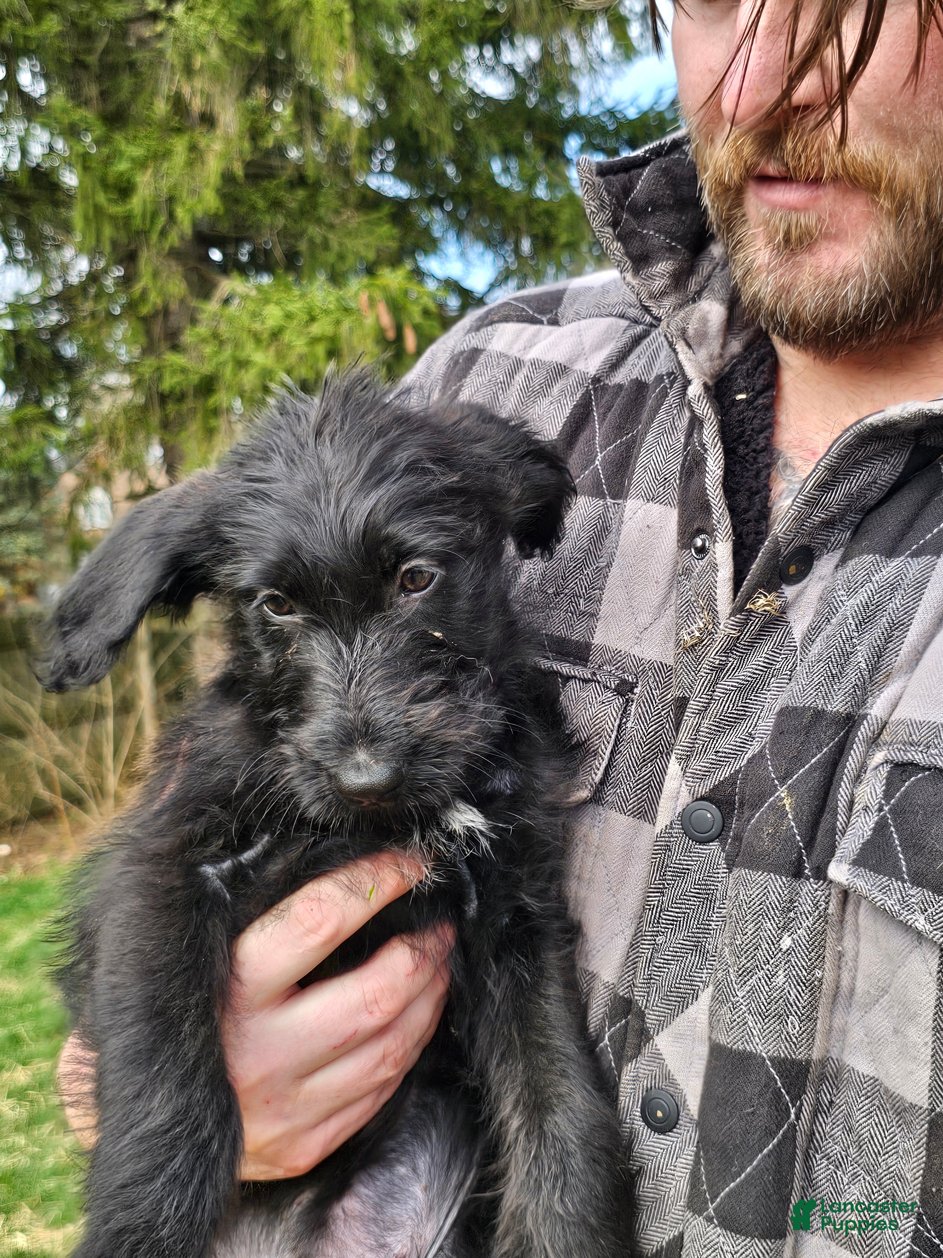 Mixed Breed dogs Peach  - Ad 4