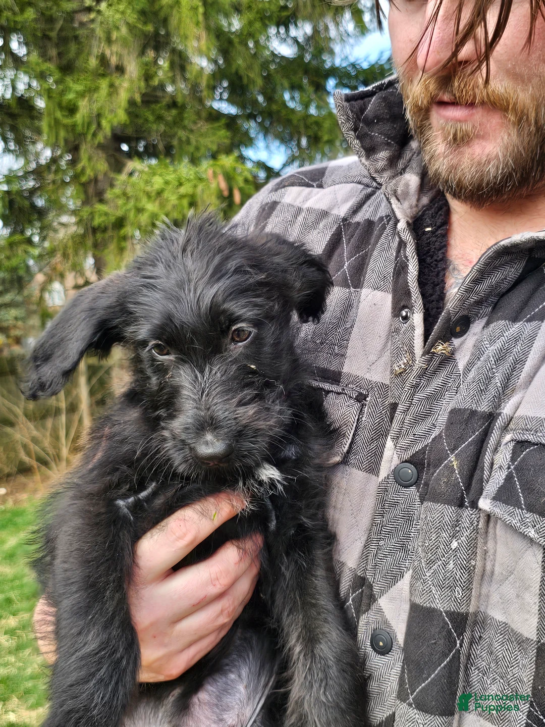 Mixed Breed dogs for sale: Peach  - Ad 1