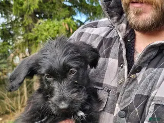 Mixed Breed dogs Peach - Ad 4