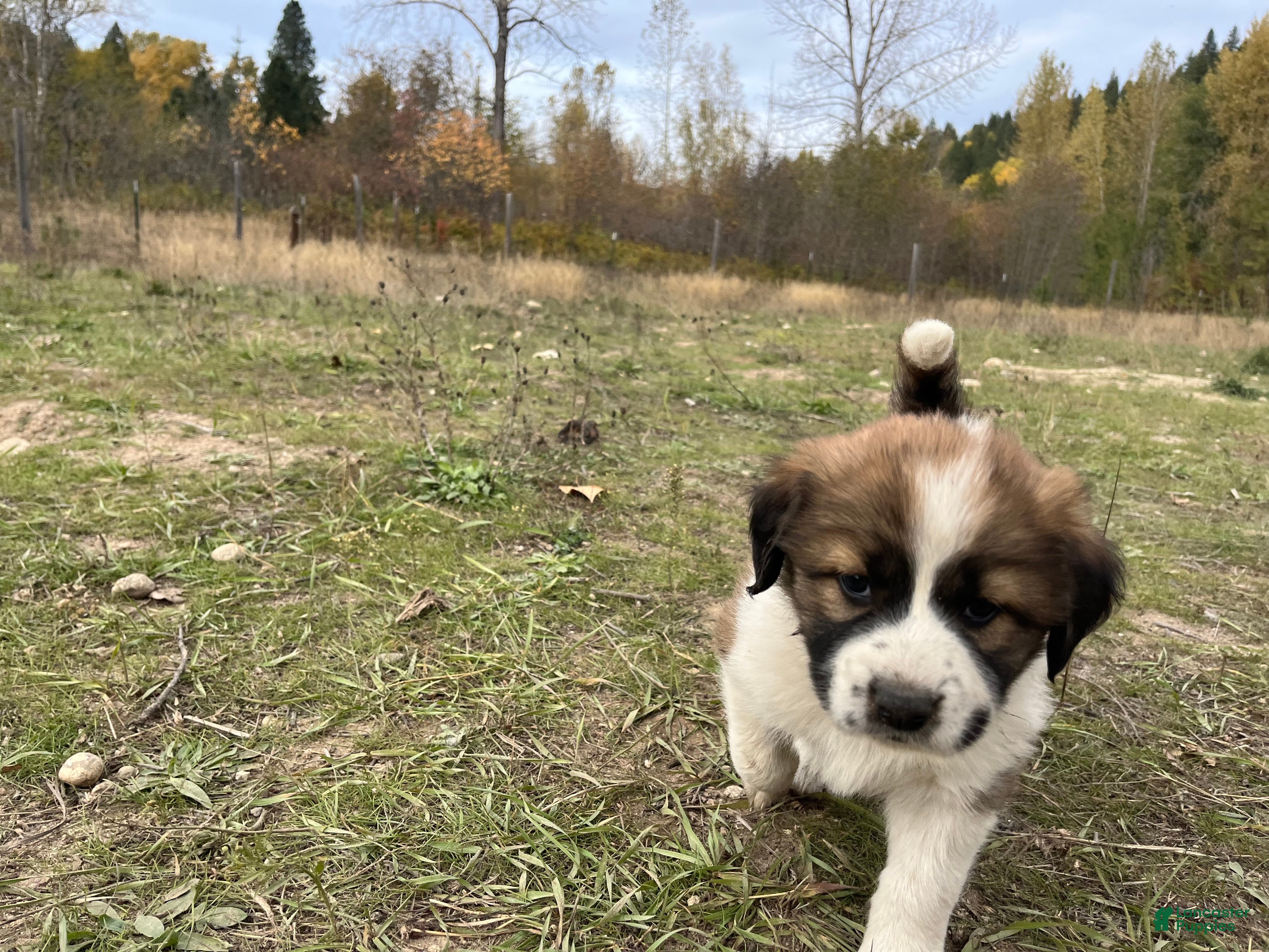 Mixed Breed dogs for sale: Pytha - Ad 4