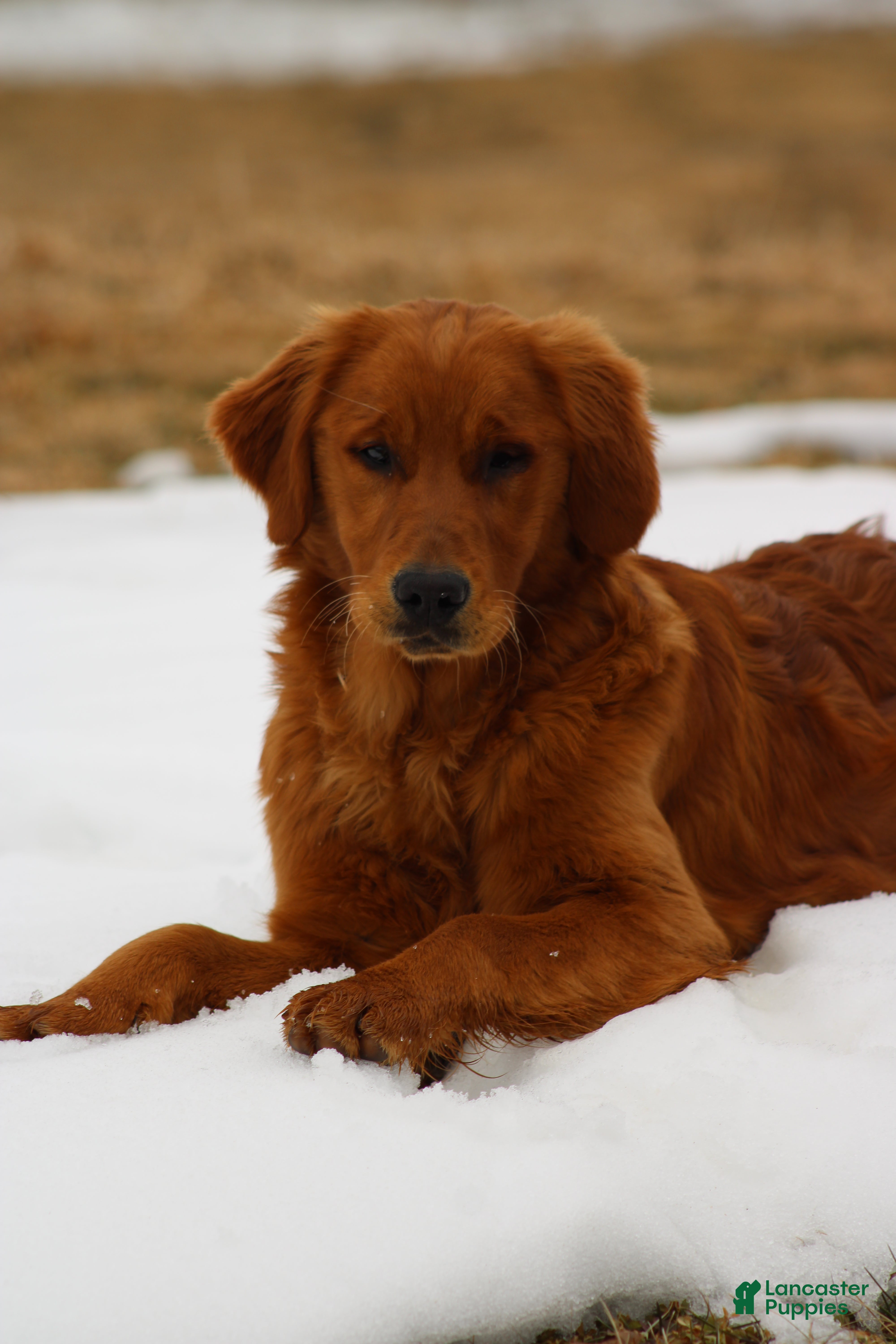 Golden Retriever dogs Bailey - Ad 31