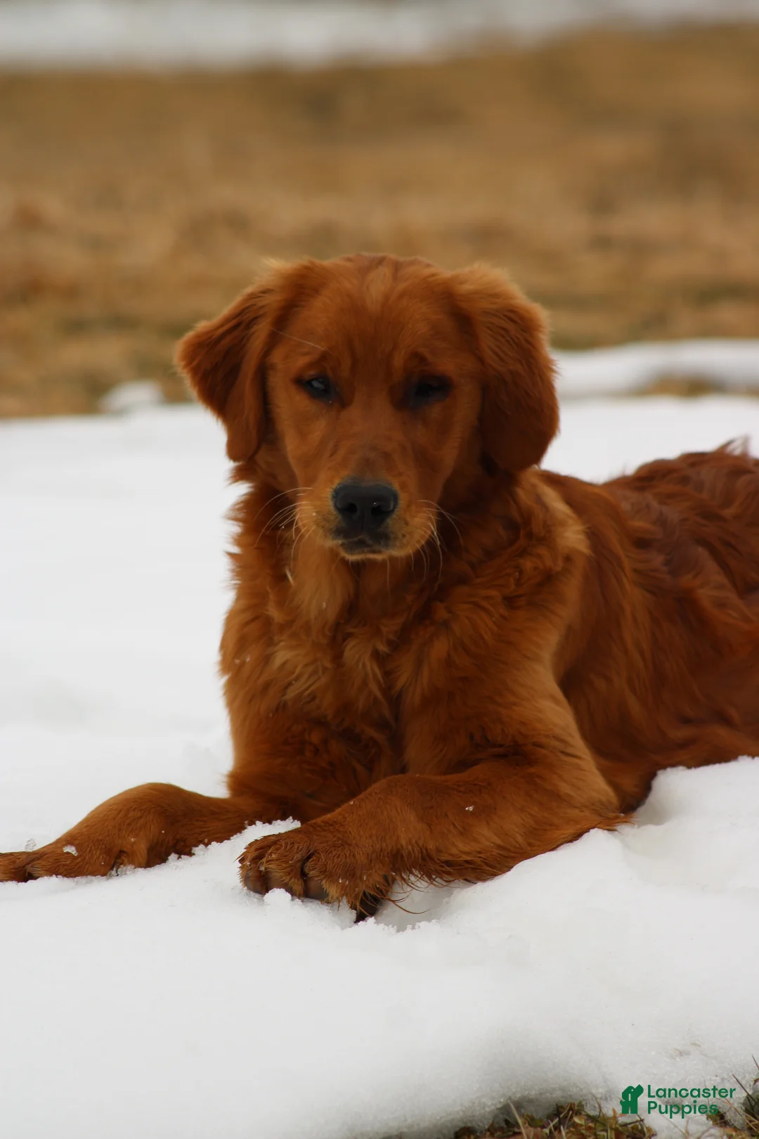 Golden Retriever dogs for sale: Bailey - Ad 1