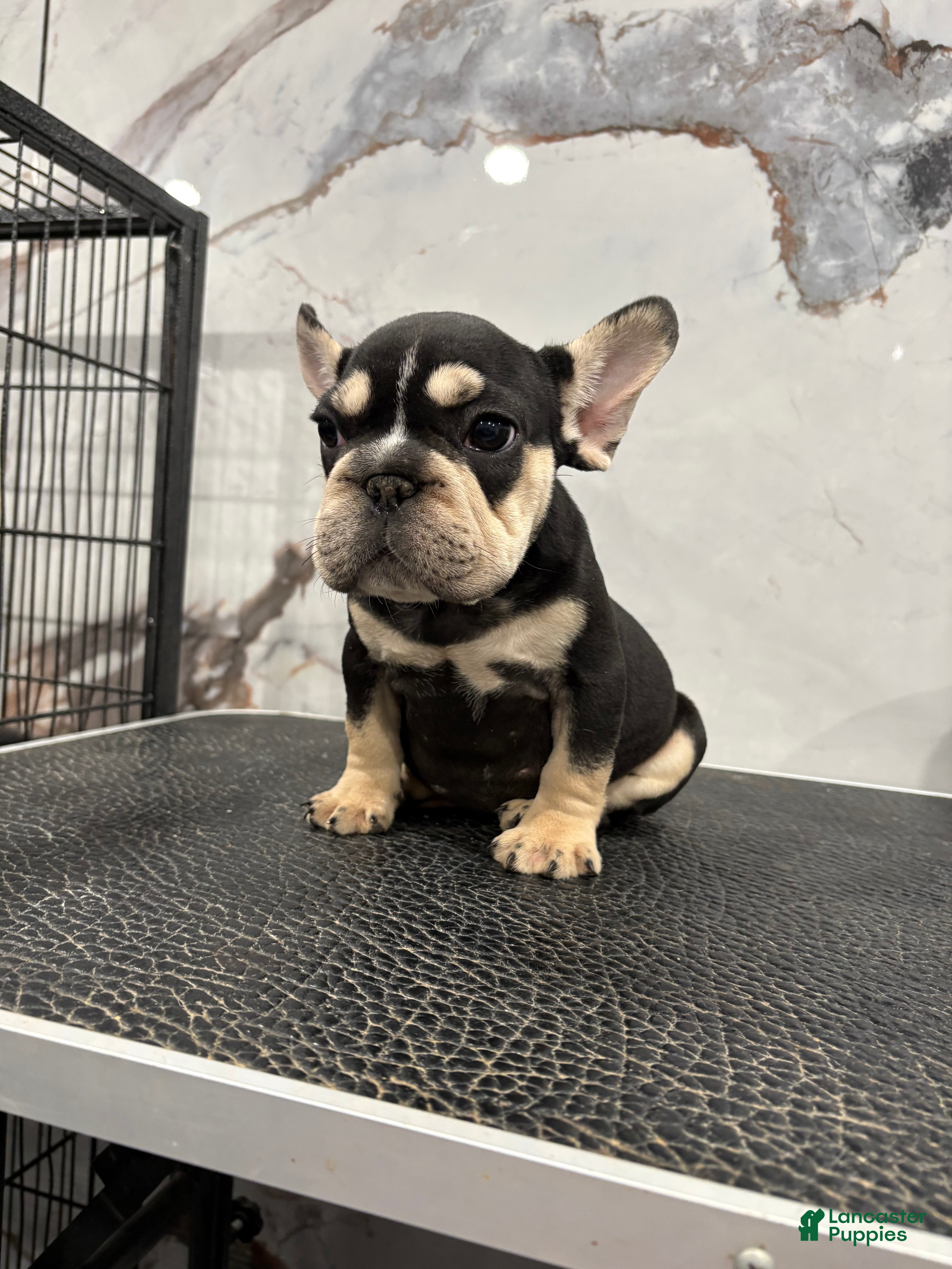 French Bulldog dogs Chanel  - Ad 40