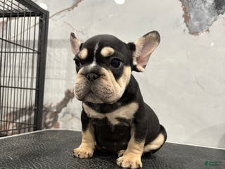 French Bulldog dogs for sale: Chanel - Ad 1