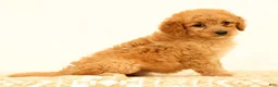 Mini Goldendoodle dogs for sale: Flurry - Ad 9
