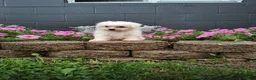 Maltese dogs for sale: Carter - Ad 1