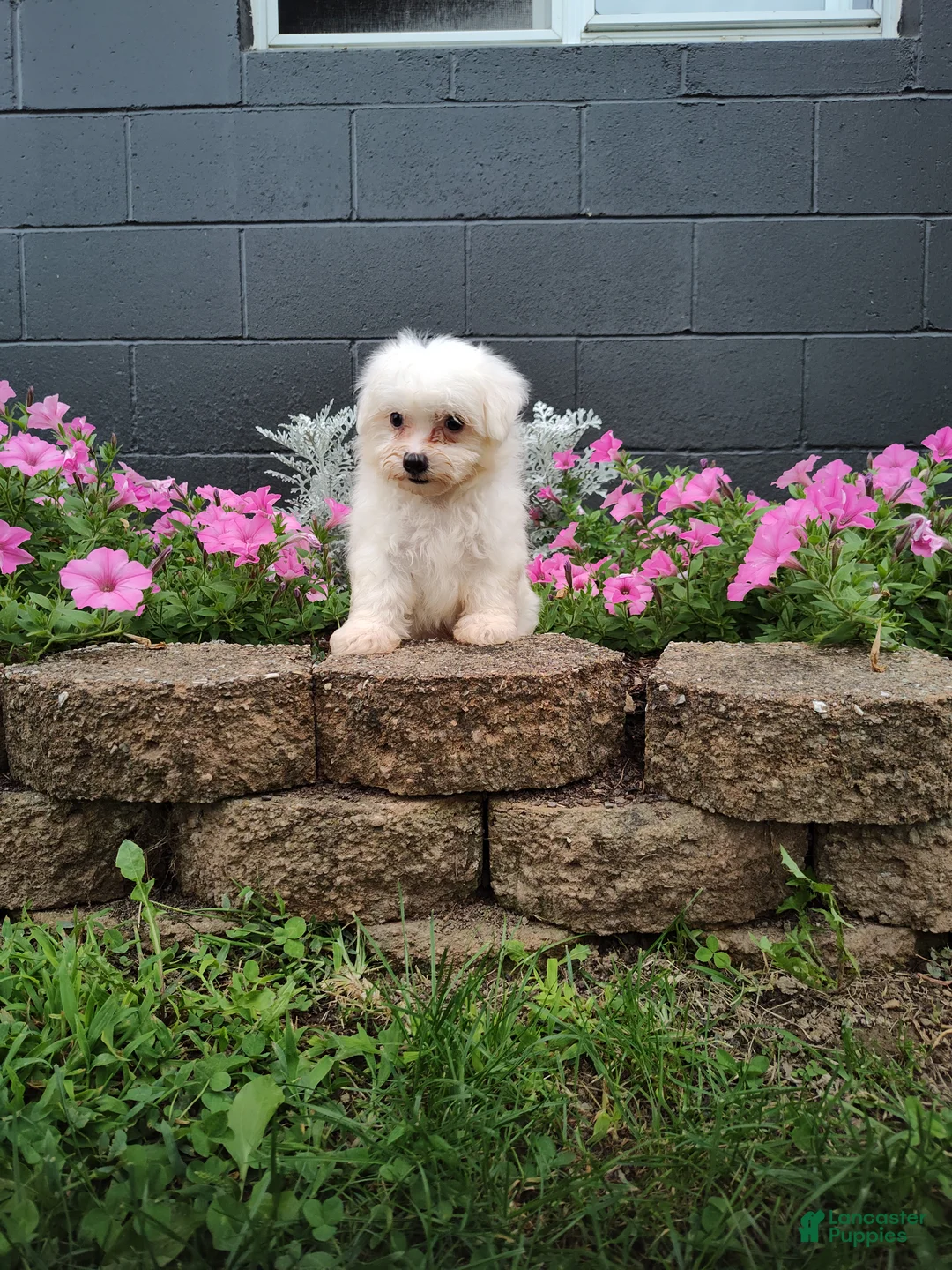 Maltese dogs for sale: Carter - Ad 1