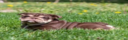 English Bulldog dogs for sale: Sable Manroe English Bulldog Puppy  - Ad 4