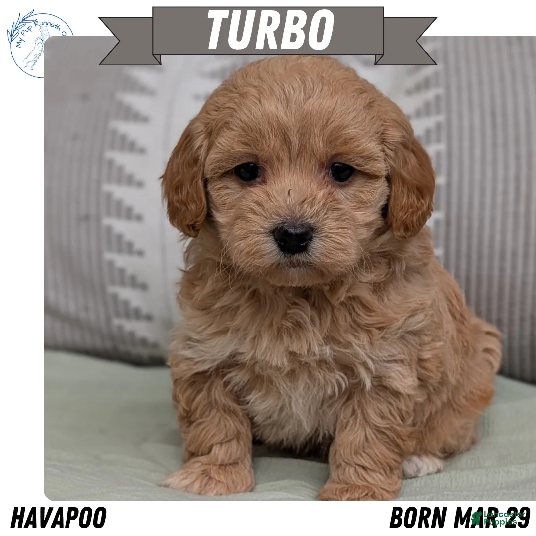 Havapoo dogs for sale: Turbo - Ad 1
