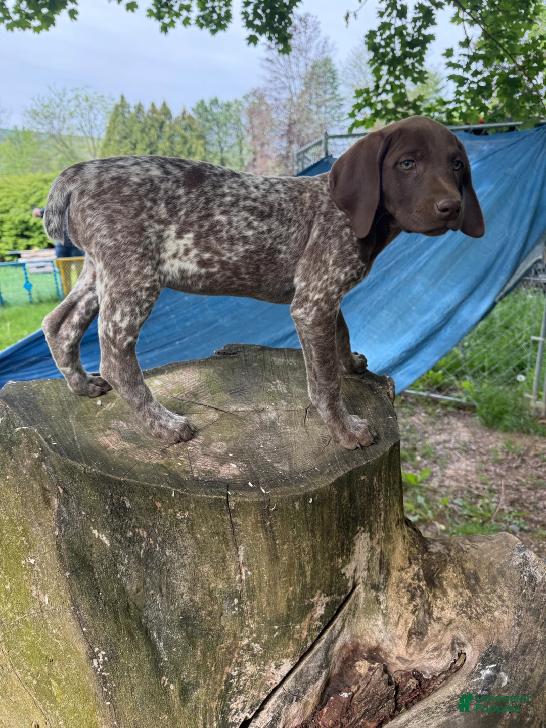 German Shorthaired Pointer dogs for sale: Gina - Ad 2