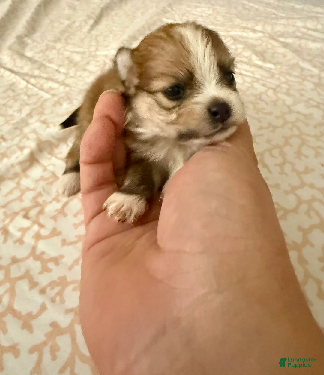 Pomeranian dogs for sale: Layla - Ad 1