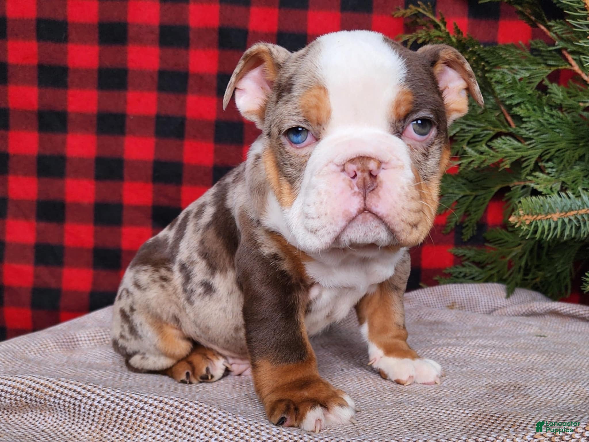 English Bulldog dogs Forrest - Ad 6