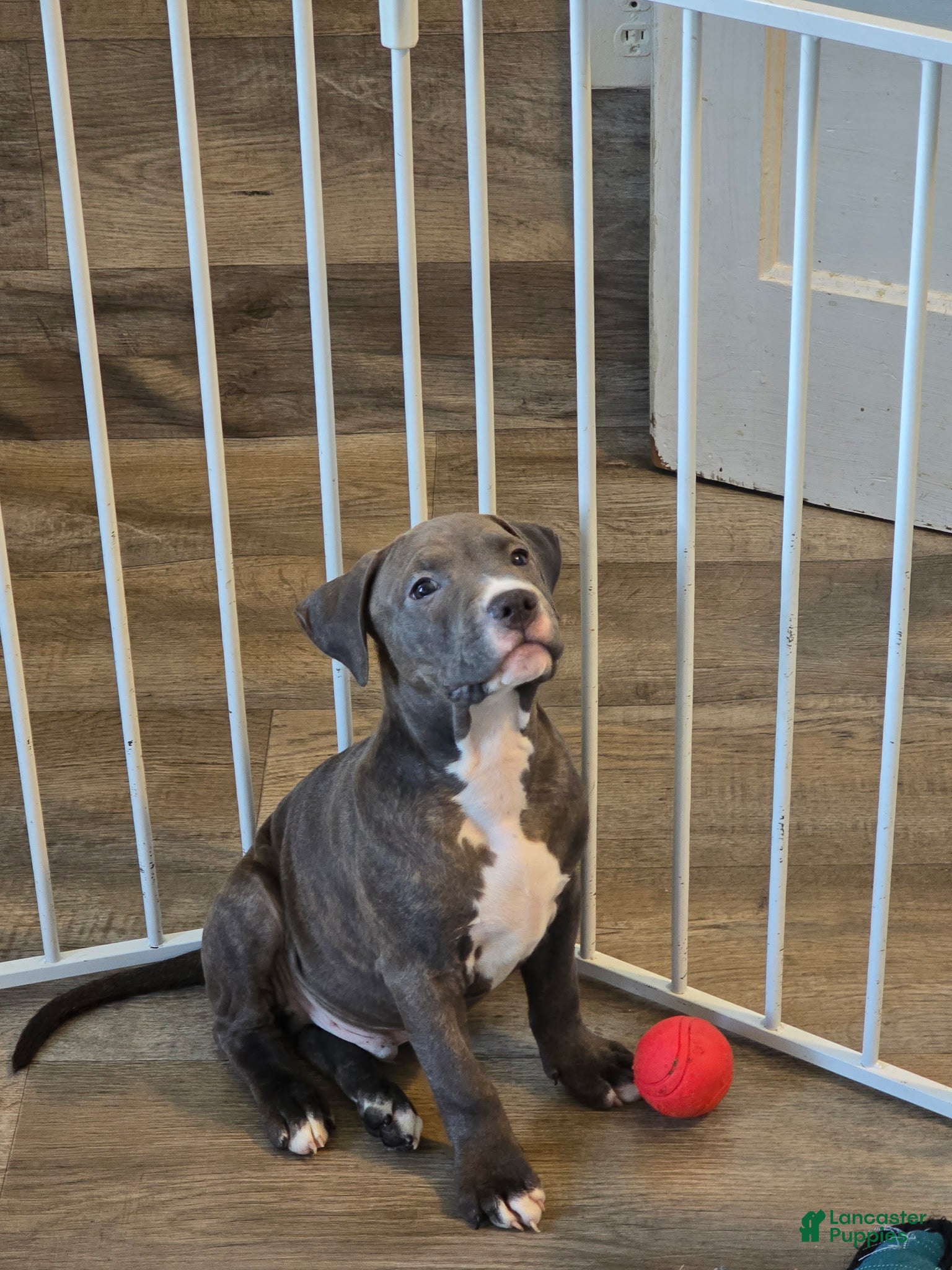 American Pit Bull Terrier dogs for sale: Benji - Ad 9