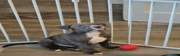 American Pit Bull Terrier dogs for sale: Benji - Ad 1