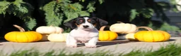 Dachshund dogs for sale: Bailey - Ad 6
