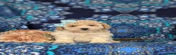 Bichpoo dogs for sale: Susie Hypoallergenic - Ad 1