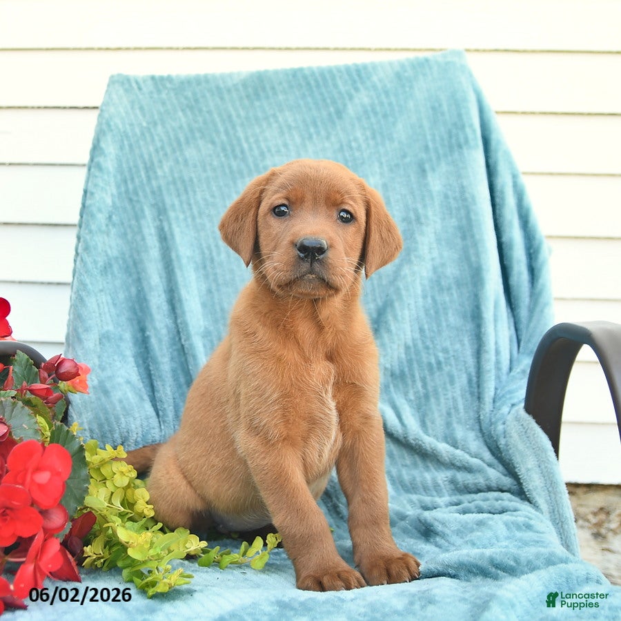 Labrador Retriever dogs for sale: Mango  - Ad 3