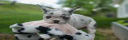 French Bulldog dogs for sale: Amelia (Merle & White) 💙🤍 - Ad 11