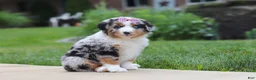 Miniature Australian Shepherd dogs for sale: Mable - Ad 4