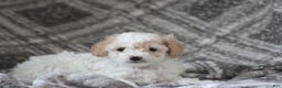 Cavapoo dogs for sale: Tonya - Ad 6