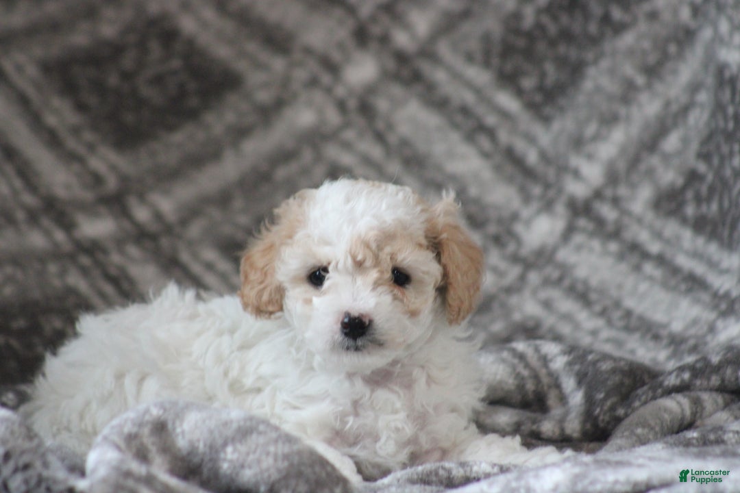 Cavapoo dogs for sale: Tonya - Ad 6