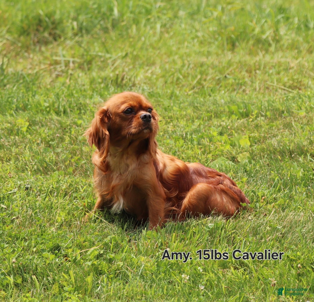 Cavapoo dogs for sale: Nicky - Ad 8