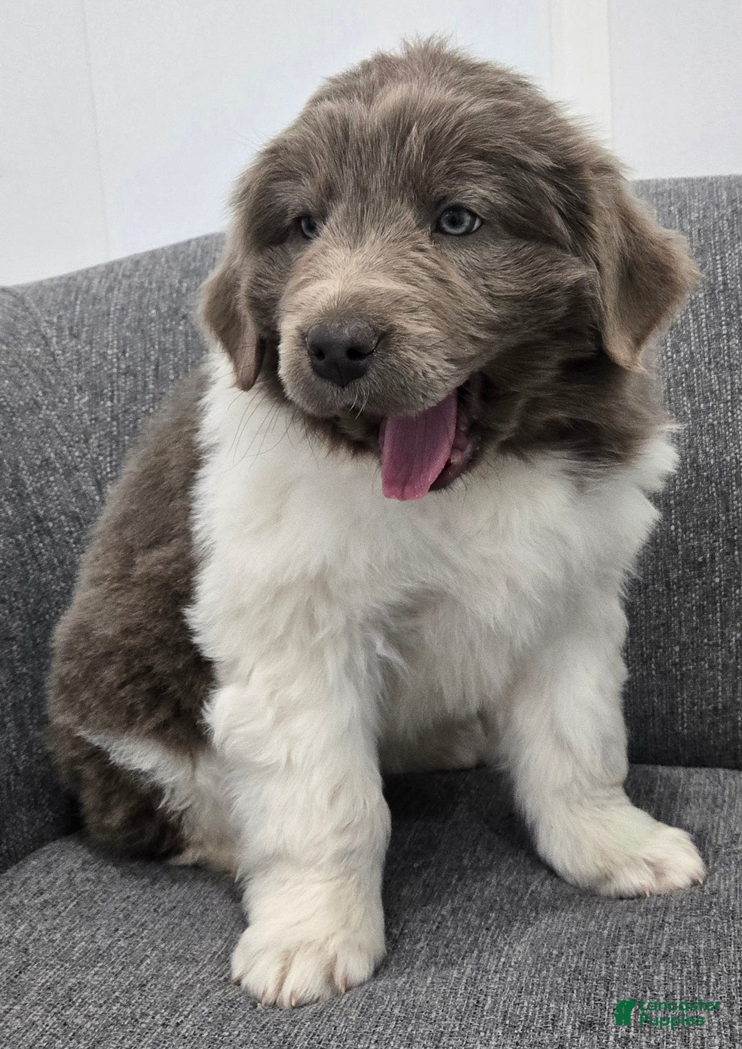 Newfoundland dogs for sale: Bailey  - Ad 2