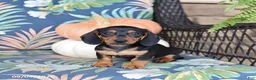 Miniature Dachshund dogs for sale: Harper - Ad 4
