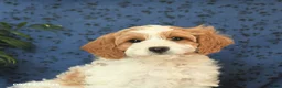 Cavapoo dogs for sale: Chip - Ad 3