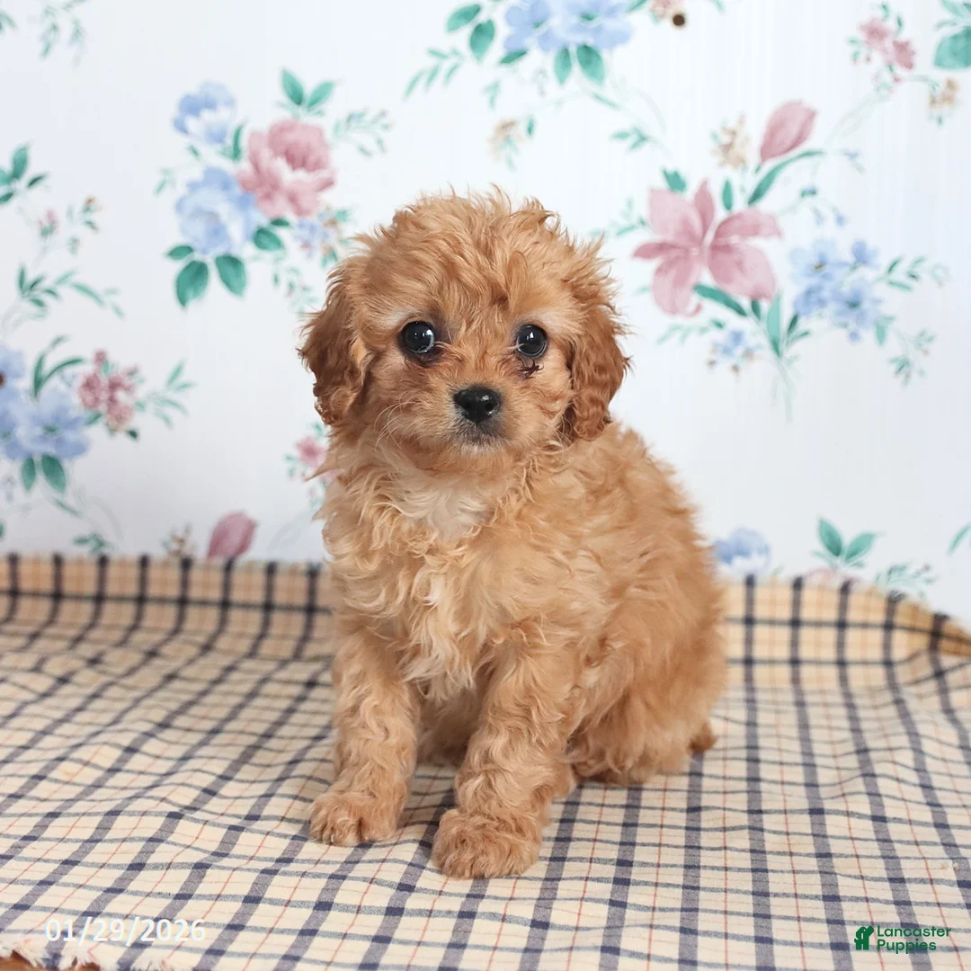 Cavapoo dogs for sale: Pibbles - Ad 4