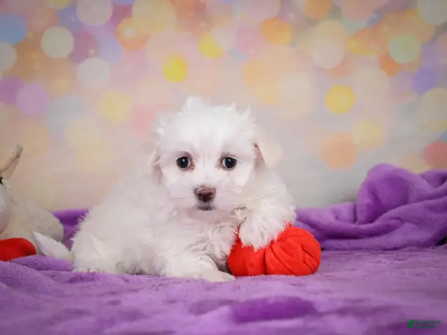 Maltese dogs for sale: Daisey - Ad 2