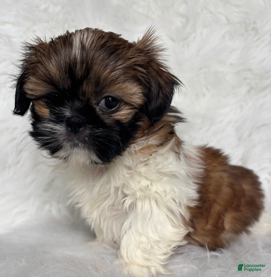 Shih Tzu dogs for sale: Lexi  - Ad 2
