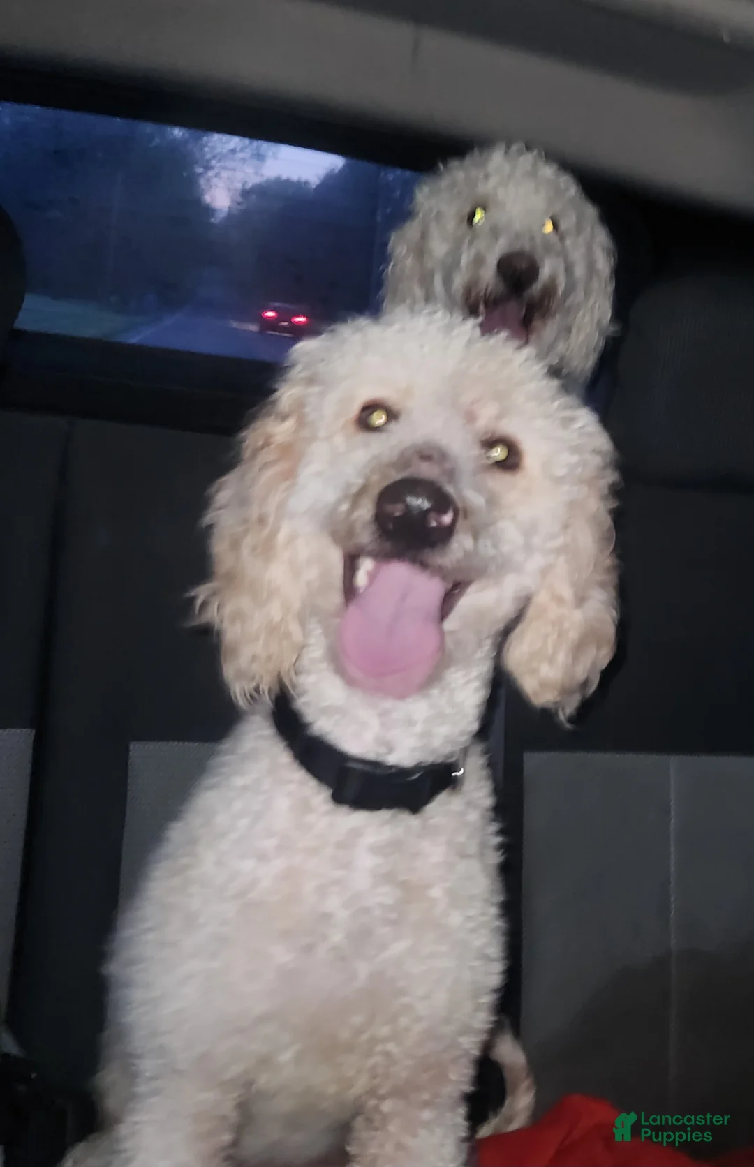 Goldendoodle dogs for sale: Goldendoodle Puppy light blue girl - Ad 2