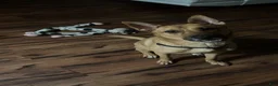 Mixed Breed dogs for sale: Mixed Breed 1 - Ad 2