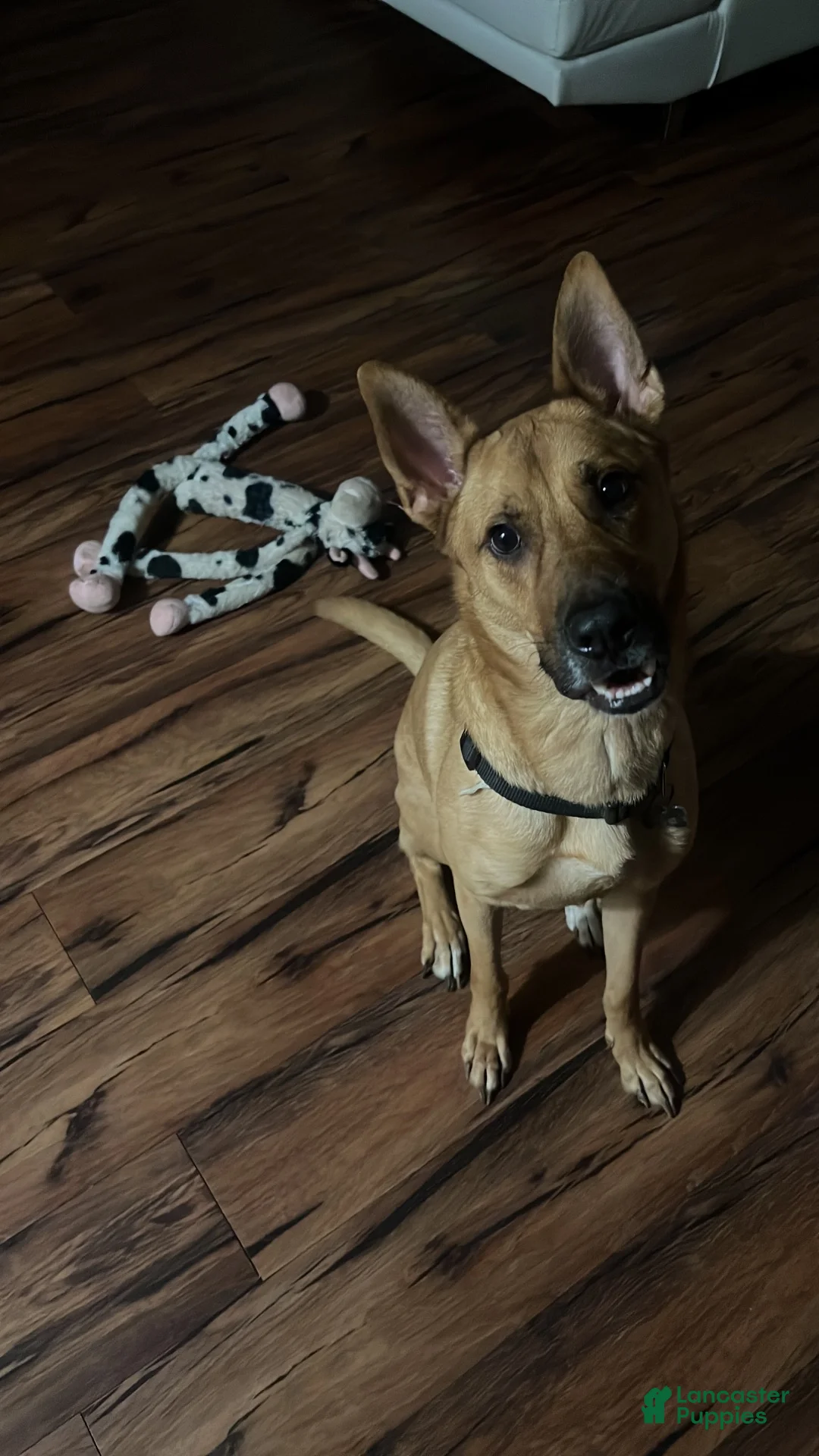 Mixed Breed dogs for sale: Mixed Breed 1 - Ad 2