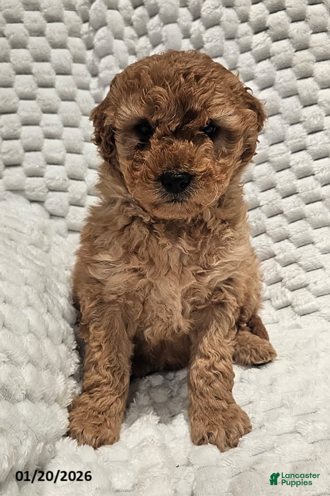 Mini Goldendoodle dogs for sale: Mickey - Ad 1