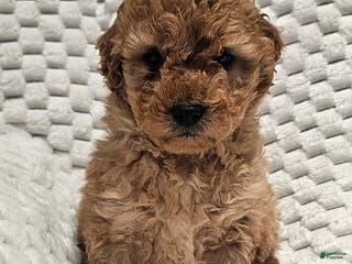Mini Goldendoodle dogs Mickey - Ad 20