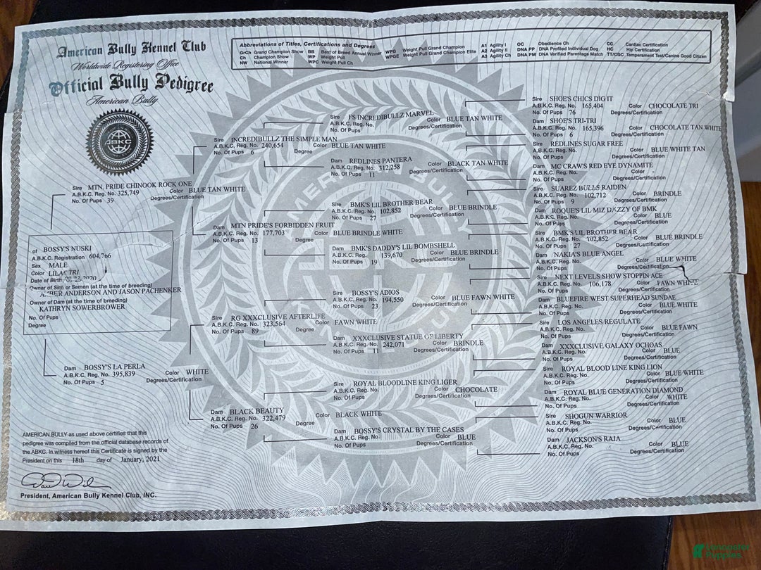 American Bully dogs for sale: Luck - Ad 5