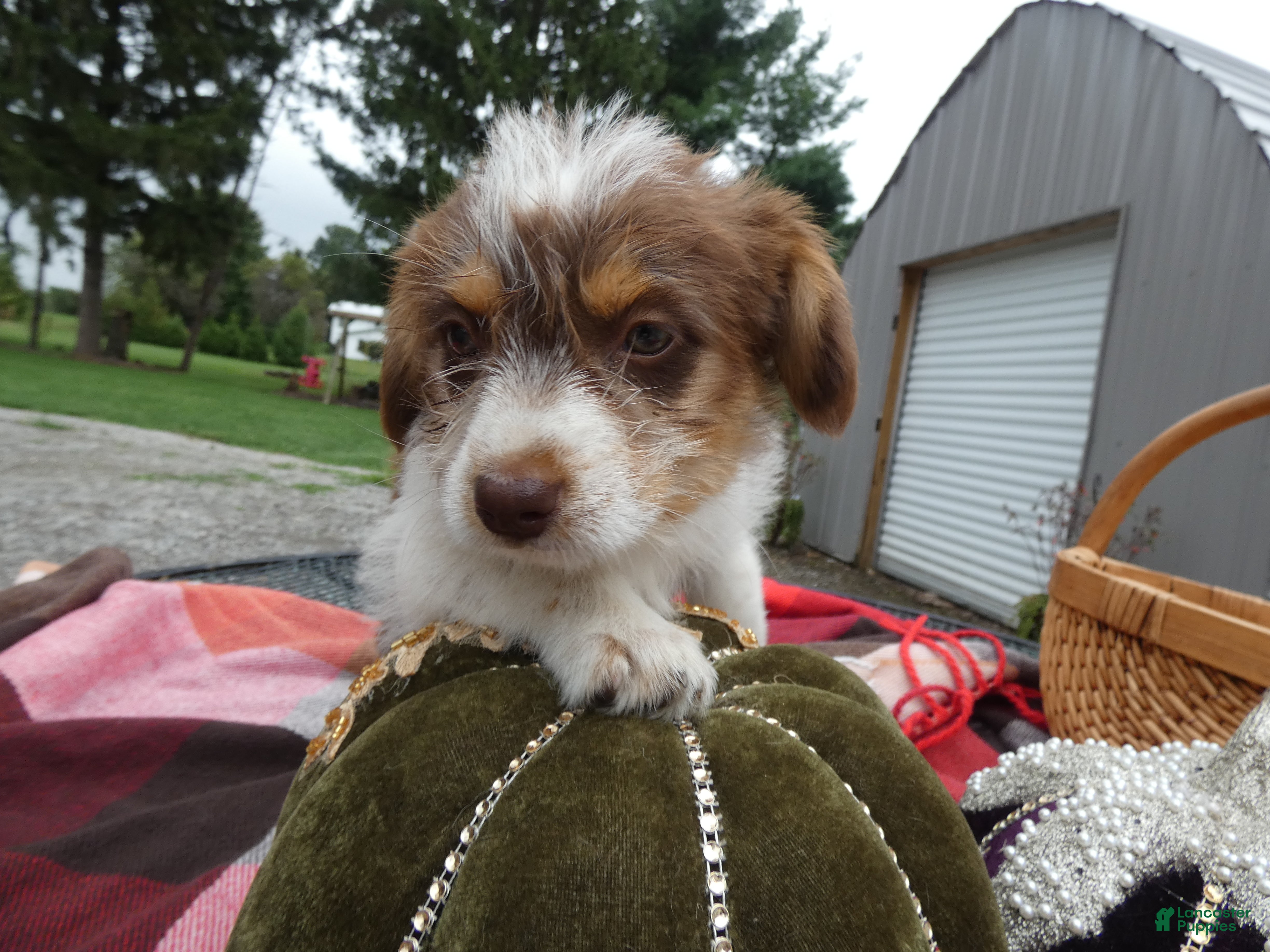 Aussiedoodle Miniature