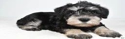 Miniature Schnauzer dogs for sale: Eddy - Ad 4