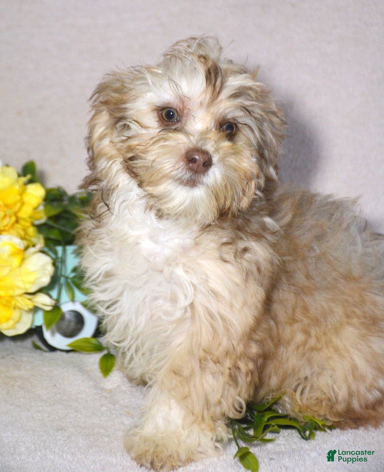 Shihpoo dogs Shihpoo Puppy 4 Sasha - Ad 42