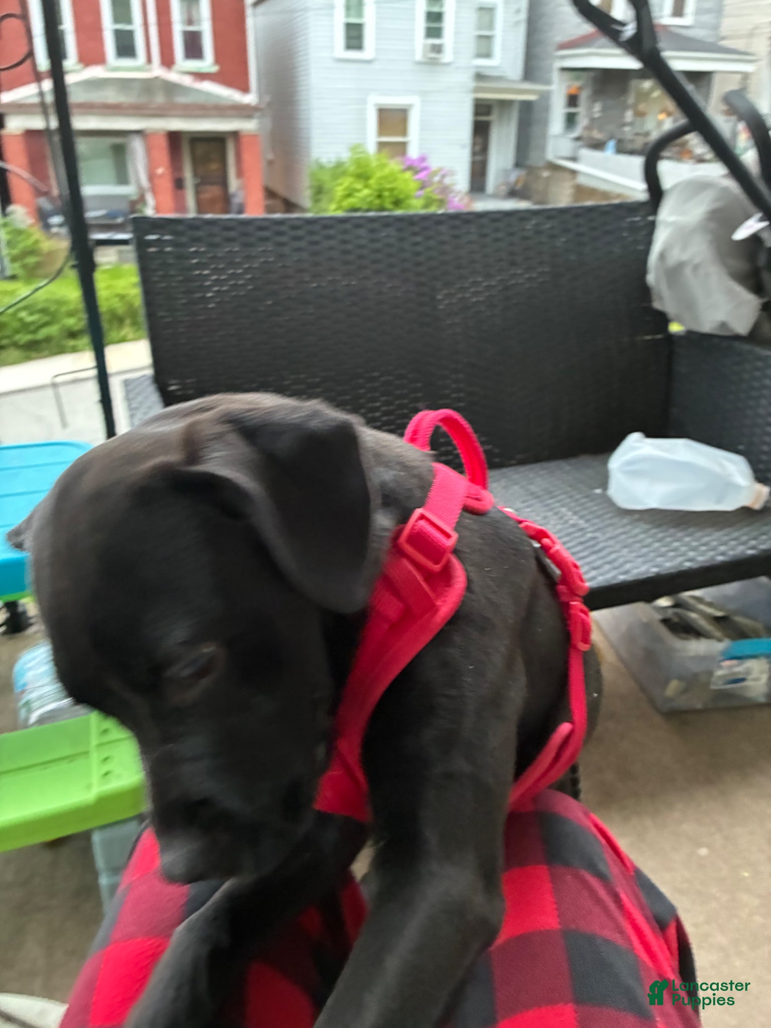 Mixed Breed dogs for sale: Kanesley - Ad 20