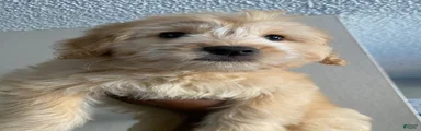 Maltipoo 2