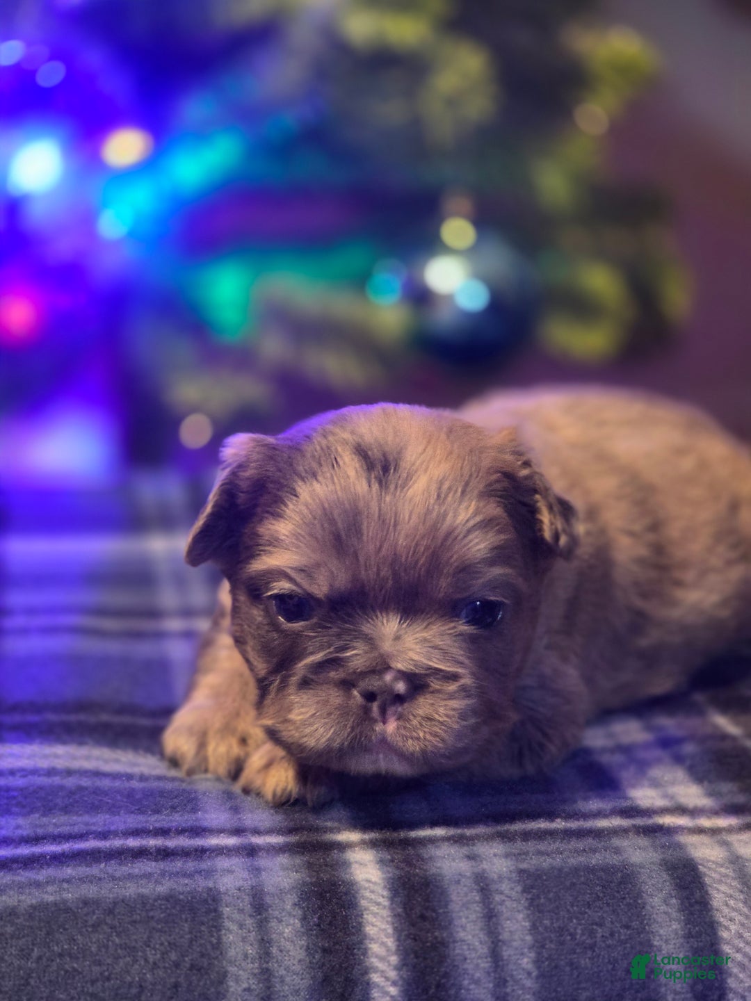 French Bulldog dogs for sale: Male 2 - Ad 4