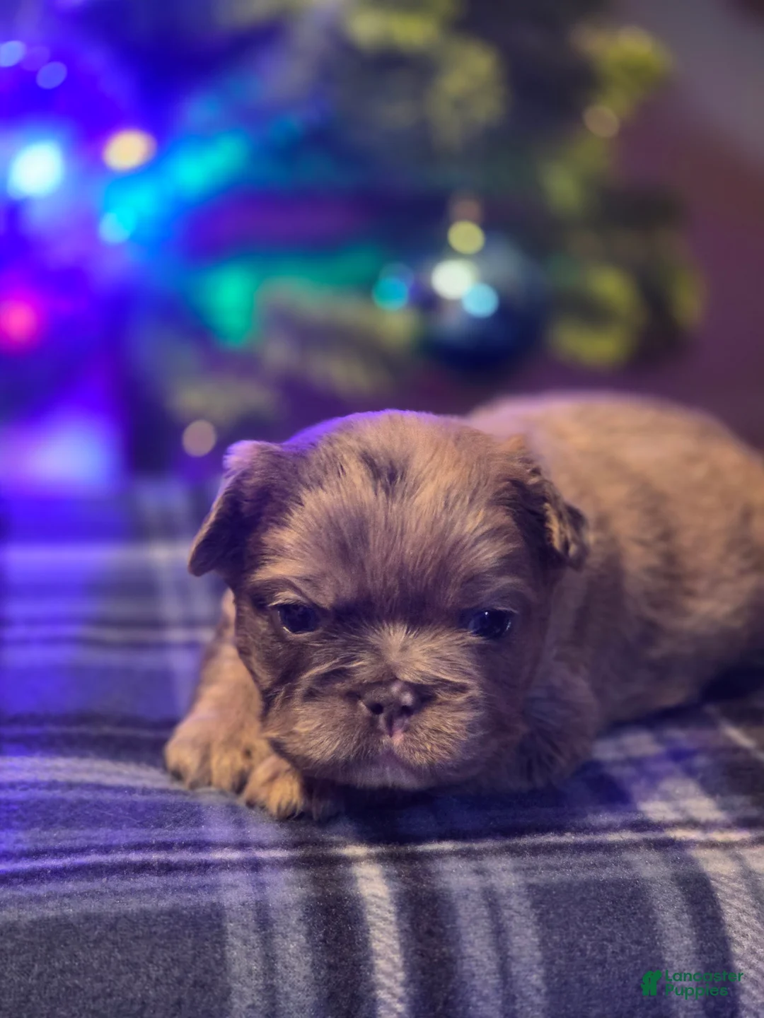 French Bulldog dogs for sale: Male 2 - Ad 4