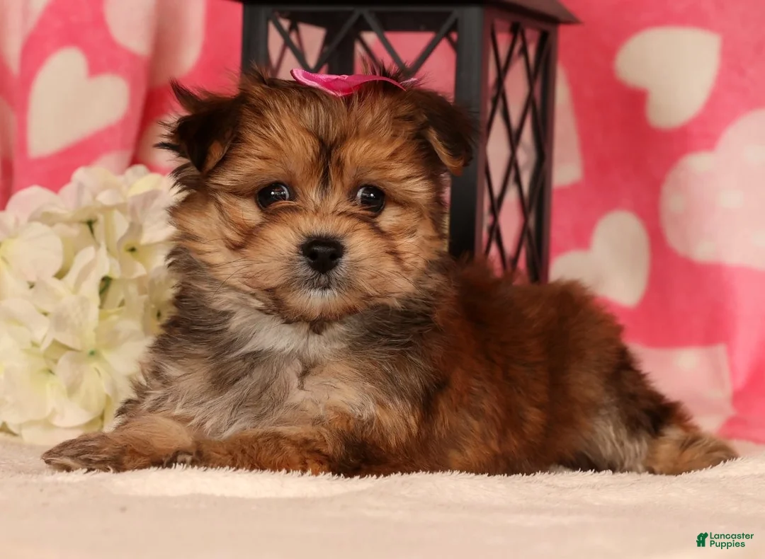 Yochon dogs for sale: Toby - Ad 5