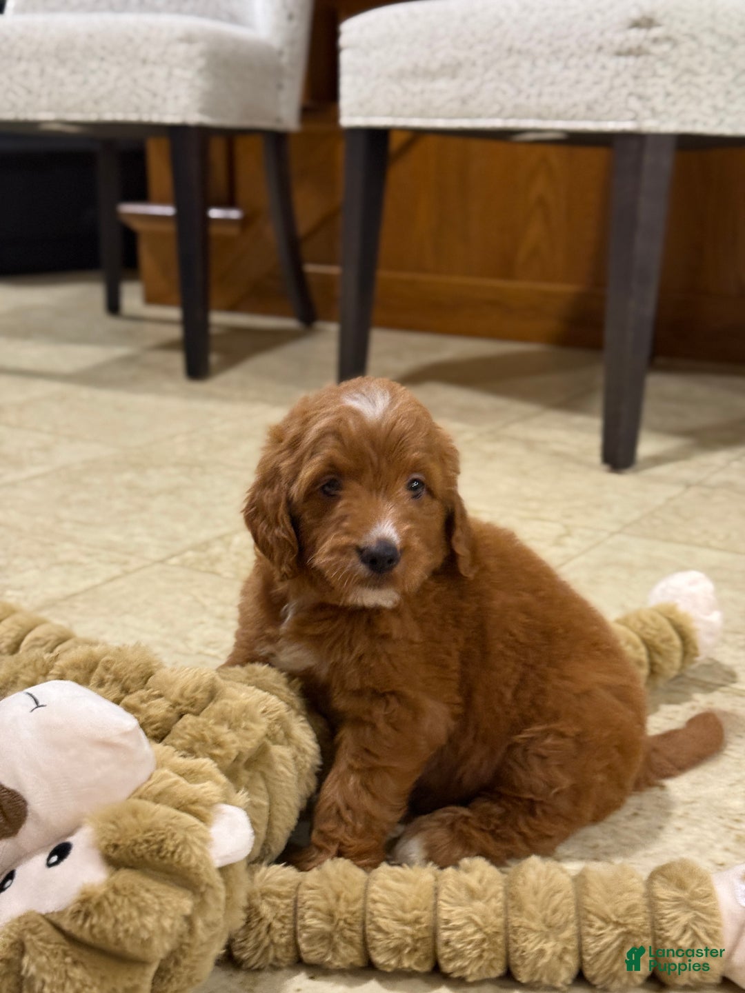 Goldendoodle dogs for sale: Penny - Ad 3