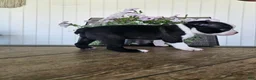 Boston Terrier dogs for sale: Arlo - Ad 8