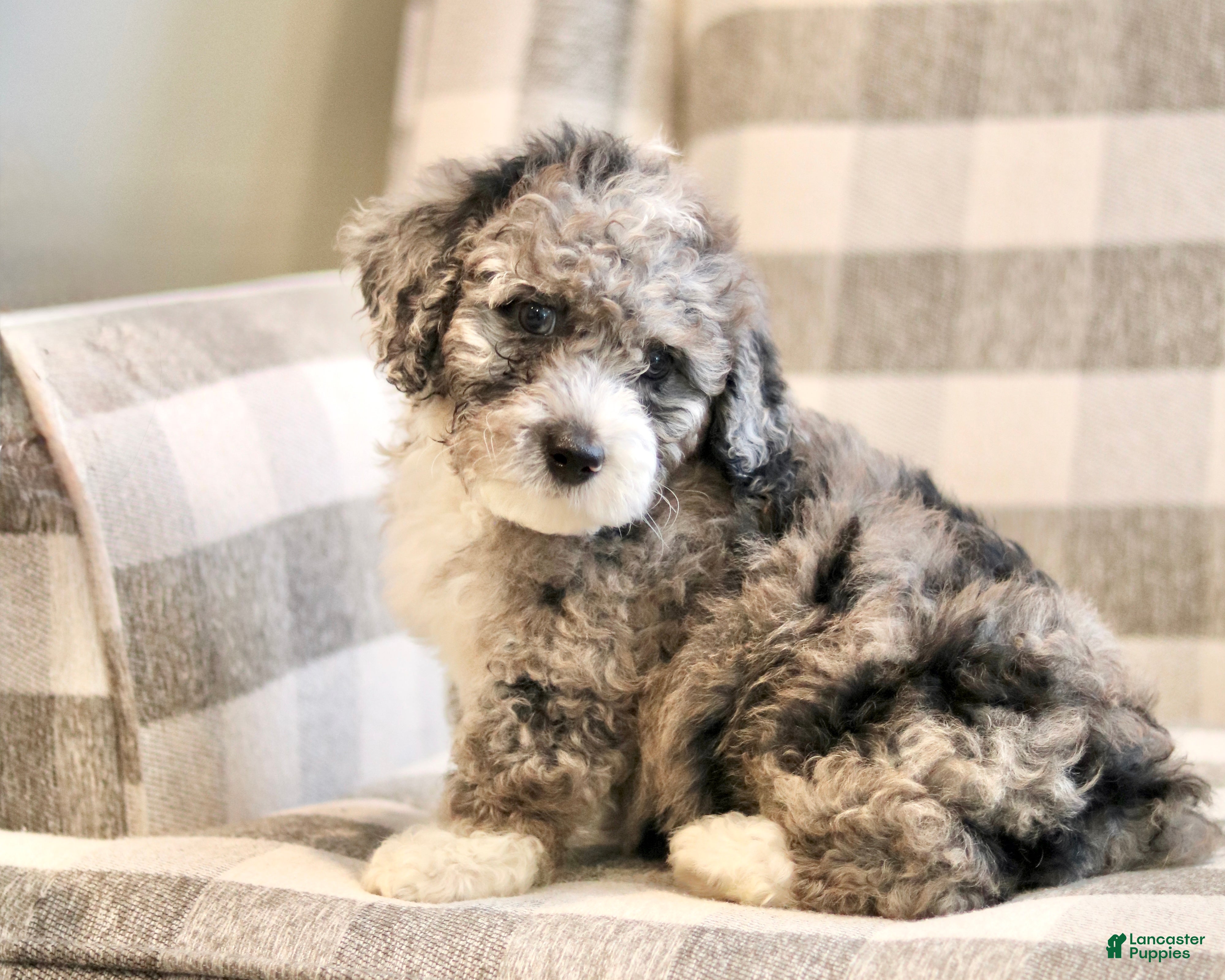 Mini Bernedoodle dogs Hank-F1b - Ad 1