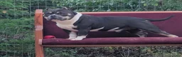 American Bully dogs for sale: American Bully 3 - Ad 5